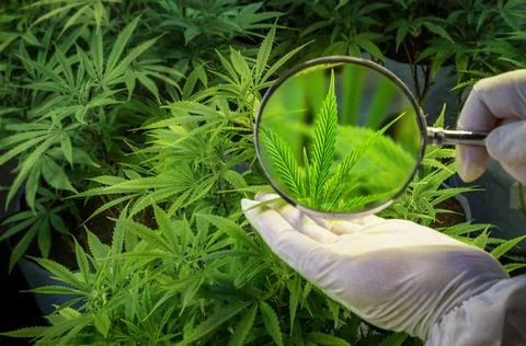 Hands examine a cannabis leaf through a magnifying glass. Stock Photos