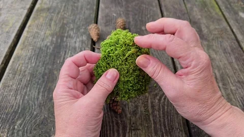 Hands Examining and Touching Round Green Moss Piece Stock Footage 342281194