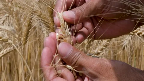 Hands Examining Ripe Wheat Spike During Harvest Season Stock Footage 239175319