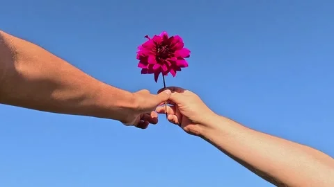 Hands exchanging pink flower under clear blue sky Stock Footage 317904569