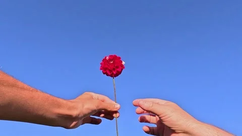 Hands exchanging red flower under blue summer sky Video stock 319579274