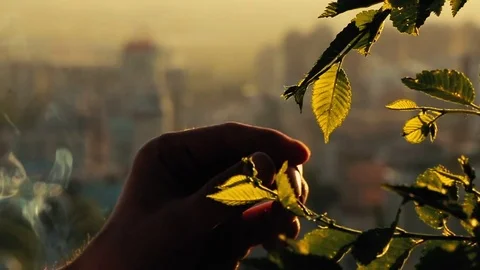 Hands extinguishe a cigarette on a leaf Stock Footage 76381824