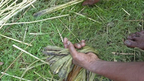 Hands Extracting Fibres Stock Footage 340759054