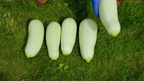 Hands of faceless farmer put white zucchini on grass Video stock 204065917