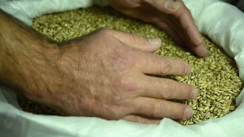 Hands fall in a bag of brewing malt Stock Footage 119369451