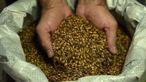 Hands fall in a bag of brewing malt Stock Footage 119713155