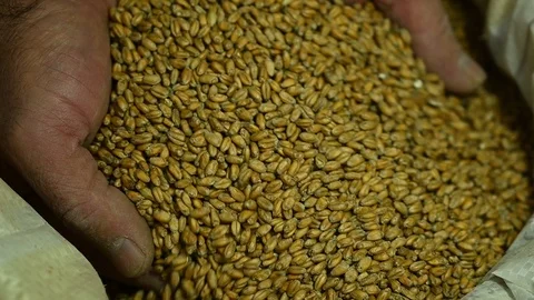 Hands fall in a bag of brewing malt Stock Footage 119713182