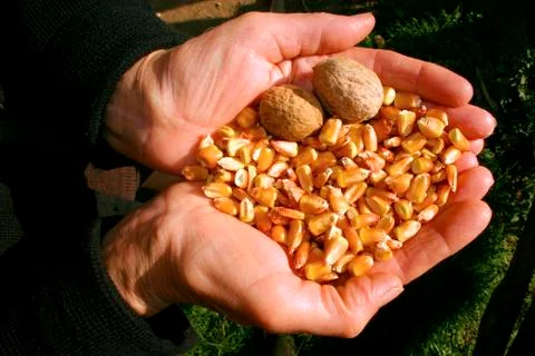 Hands with fall goods Stock Photos
