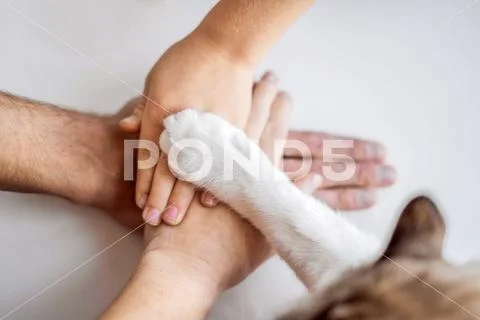 The hands of the family and the furry paw of the cat as a team. Fighting for Stock Photos