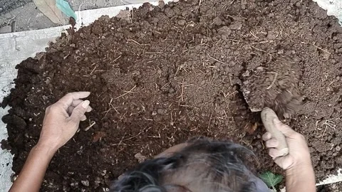 Hands of a farmer blending aged rice straw and goat manure into natural compost  Stock Footage 339324509