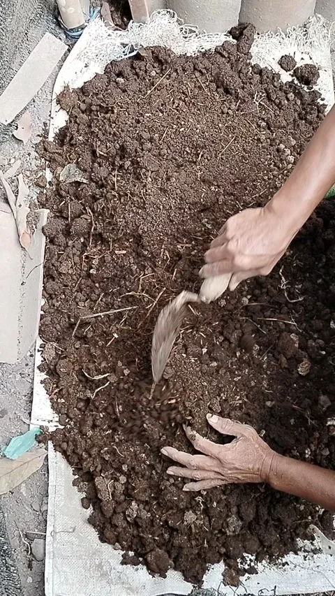 Hands of a farmer blending aged rice straw and goat manure into natural compost  Stock Footage 339324512