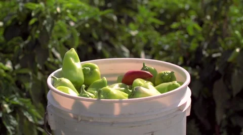 Hands of the farmer break ripe pepper and brosyat in a bucket Video stock 55645798