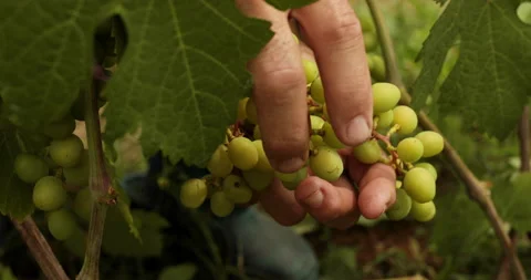 Hands of farmer checking grapes crop for white wine Stock Footage 155736929