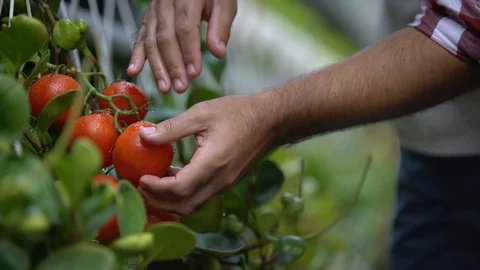 Hands of farmer checking vegetable harvest, quality control in farming company Stock-Footage 118936059