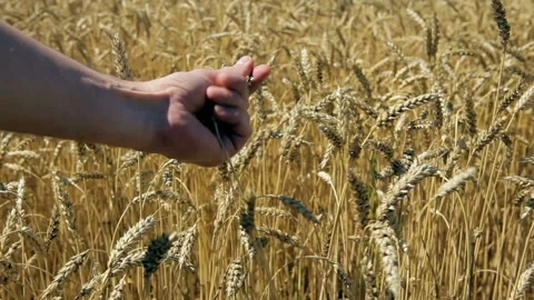 The hands of a farmer crushed wheat ears in the field. Stock Footage 102167466