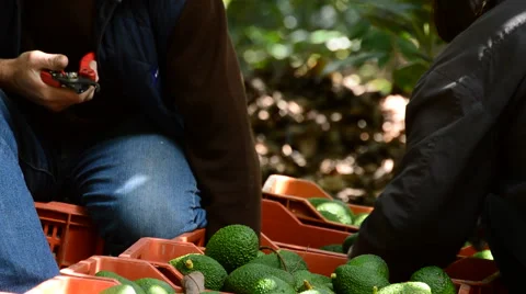 Hands of farmer cutting peduncle avocado to avocado just harvested Stock Footage
