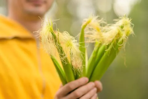 Hands of farmer with fresh corn cobs on field Фото