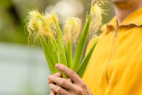 Hands of farmer with fresh corn cobs on field Foto stock
