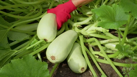 Hands of farmer in gloves cut off white zucchini Video stock 204065662