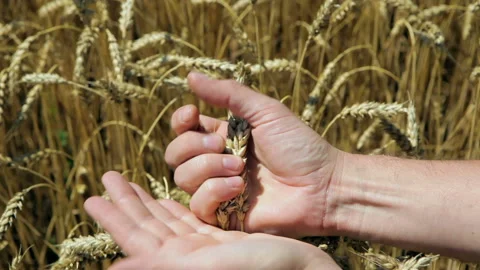 Hands farmer grind ears of wheat in the field. close up. Stock Footage 102167568