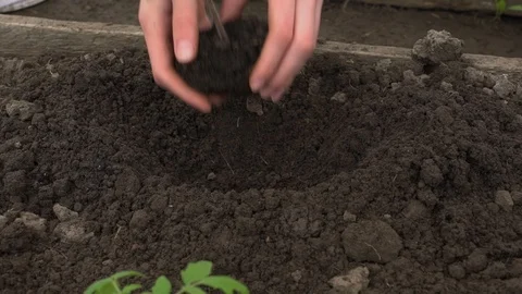Hands of farmer growing and nurturing tree growing on fertile soil with green Video stock 90032824