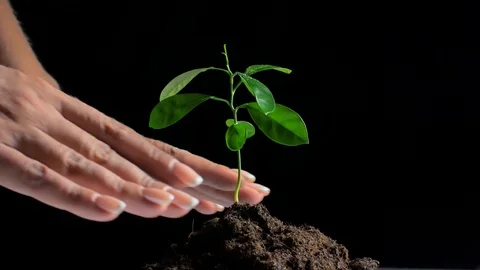 Hands of farmer growing and nurturing tree growing on fertile soil /nurturing Stock Footage 122832195