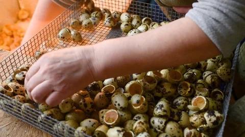 The hands of a farmer or breeder transfer newborn quail Chicks from the Stock-Footage 129577127