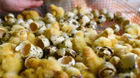 The hands of a farmer or breeder transfer newborn quail Chicks from the Stock-Footage 129577159