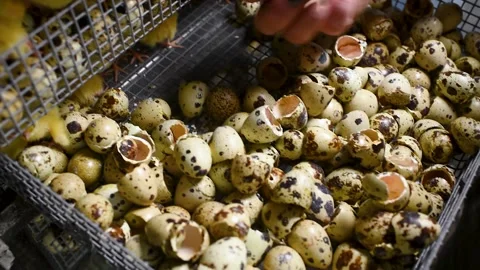 The hands of a farmer or breeder transfer newborn quail Chicks from the Stock-Footage 143354624