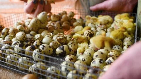 The hands of a farmer or breeder transfer newborn quail Chicks from the Stock-Footage 143354652