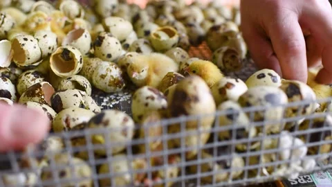 The hands of a farmer or breeder transfer newborn quail Chicks from the Stock-Footage 143354673