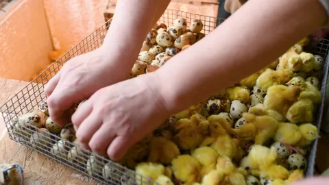 The hands of a farmer or breeder transfer newborn quail Chicks from the Stock-Footage 171995698