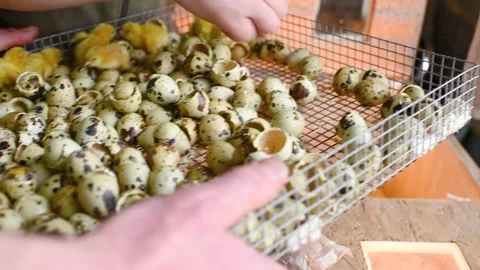 The hands of a farmer or breeder transfer newborn quail Chicks from the 库存影片 171995716