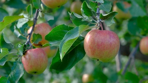 Hands of farmer pluckripe Apple from a tree in summer. 4k uhd. Agriculture Video stock 95028860