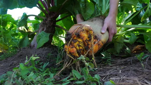 Hands of a farmer pulling a large, ripe vegetable from the soil, surrounded by Stock Footage 319804784