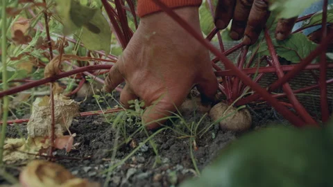 Hands of Farmer Pulling Turnip out of Soil in Vegetable Garden Stock Footage 284088182
