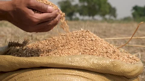 Hands of farmer showing good quality wheat grains 動画素材 246473937