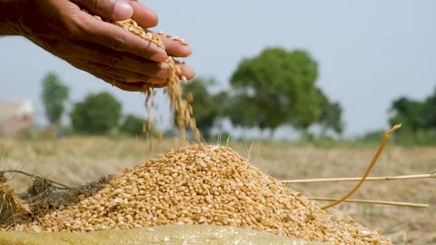 Hands of farmer sifting good quality wheat grains in a jute sack. Stock-Footage 246473760