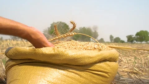 Hands of farmer sifting wheat grains in a jute sack in the fields Stock-Footage 246473112