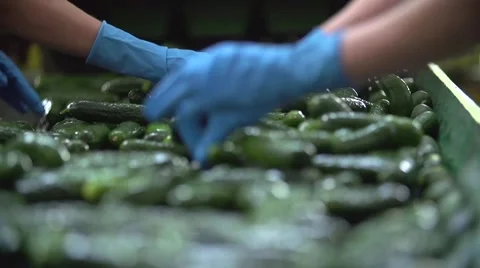 Hands of the farmer sort cucumbers on a conveyor tape Video stock 55645815