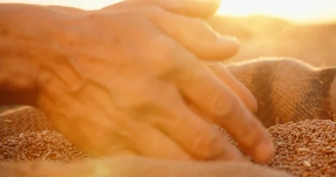 Hands of farmer touching and sifting wheat grains in a jute sack after good Video stock 94517806