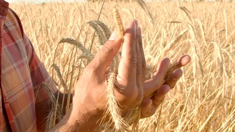 Hands of farmer touching wheat ear at sunset, expecting good harvest Stock Footage 158179223