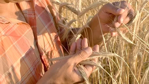 Hands of farmer touching wheat ear at sunset, expecting good harvest Stock Footage 158179233
