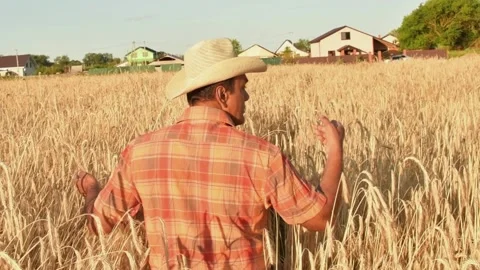 Hands of farmer touching wheat ear at sunset, expecting good harvest Stock Footage 158179236