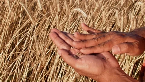 Hands of farmer touching wheat ear at sunset, expecting good harvest Video stock 158179306