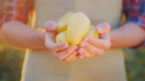 Hands of a farmer with vegetables from his field, holds a few peppers Stock Footage 104107614