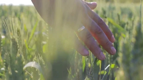 Hands of farmer in wheat field gently touching wheat ears Stock Footage 76507642