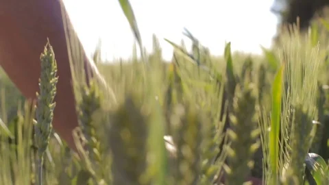 Hands of farmer in wheat field gently touching wheat ears Stock Footage 76652595