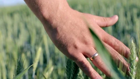 Hands of farmer in wheat field gently touching wheat ears Stock Footage 76861275