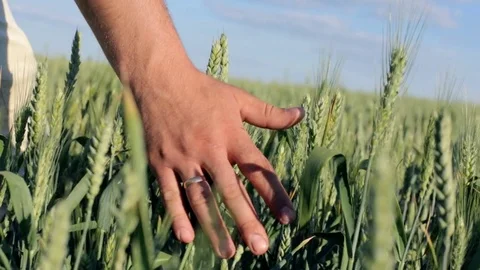 Hands of farmer in wheat field gently touching wheat ears Video stock 77591798